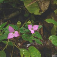 Sonerila silvatica Lundin